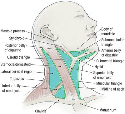 thumbs/Triangles of the Neck.jpeg.jpg